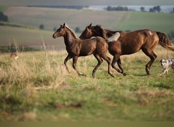 American Quarter Horse, Giumenta, 1 Anno, 155 cm