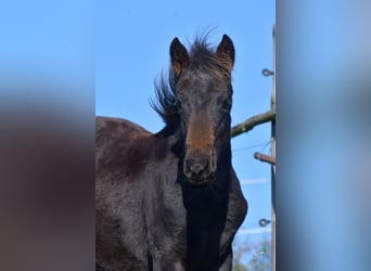 American Quarter Horse, Giumenta, 1 Anno, 155 cm, Morello