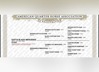 American Quarter Horse, Giumenta, 1 Anno, 155 cm, Morello