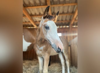 American Quarter Horse Mix, Giumenta, 1 Anno, 155 cm, Overo-tutti i colori