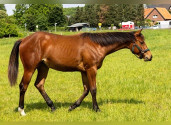 American Quarter Horse, Giumenta, 1 Anno, 160 cm, Baio