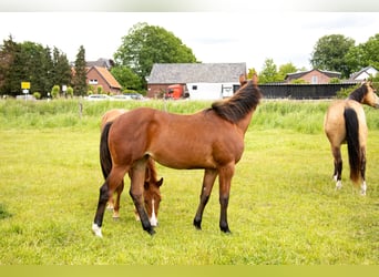 American Quarter Horse, Giumenta, 1 Anno, 160 cm, Baio