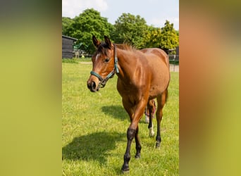 American Quarter Horse, Giumenta, 1 Anno, 160 cm, Baio