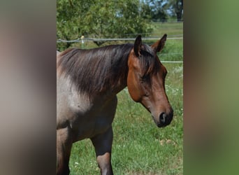 American Quarter Horse, Giumenta, 1 Anno, 160 cm, Baio roano