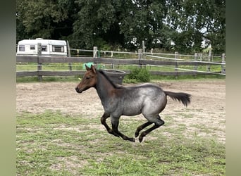 American Quarter Horse, Giumenta, 1 Anno, 160 cm, Baio roano