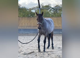 American Quarter Horse, Giumenta, 1 Anno, 160 cm, Baio roano