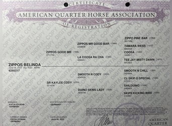 American Quarter Horse, Giumenta, 1 Anno, 160 cm, Baio roano