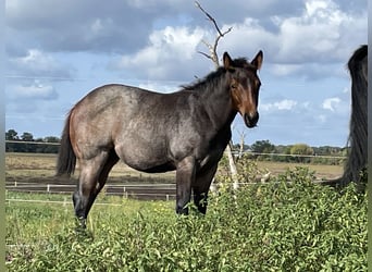 American Quarter Horse, Giumenta, 1 Anno, 160 cm, Baio roano