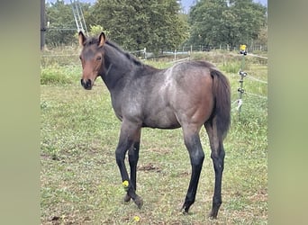 American Quarter Horse, Giumenta, 1 Anno, 160 cm, Baio roano