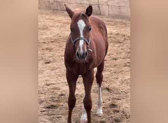 American Quarter Horse, Giumenta, 1 Anno, 160 cm, Sauro