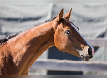 American Quarter Horse, Giumenta, 1 Anno, Baio