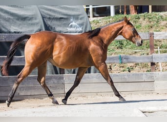 American Quarter Horse, Giumenta, 1 Anno, Baio