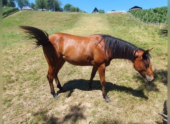 American Quarter Horse, Giumenta, 1 Anno, Baio ciliegia