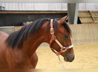 American Quarter Horse, Giumenta, 1 Anno, Baio