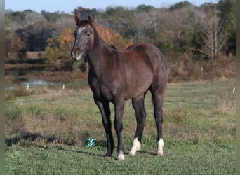 American Quarter Horse, Giumenta, 1 Anno, Grigio