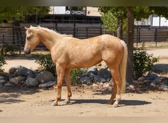 American Quarter Horse, Giumenta, 1 Anno, Palomino