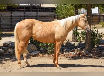 American Quarter Horse, Giumenta, 1 Anno, Palomino