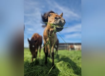 American Quarter Horse, Giumenta, 1 Anno, Red dun