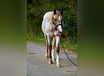 American Quarter Horse, Giumenta, 1 Anno, Roano rosso