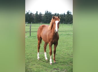 American Quarter Horse, Giumenta, 1 Anno, Sauro ciliegia