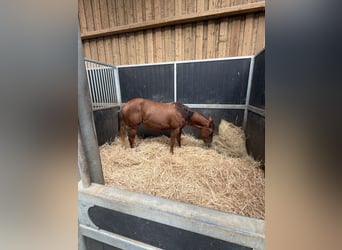 American Quarter Horse, Giumenta, 1 Anno, Sauro
