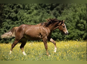 American Quarter Horse, Giumenta, 1 Anno, Sauro