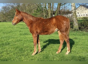 American Quarter Horse, Giumenta, 1 Anno, Sauro