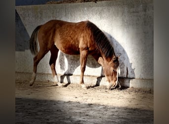 American Quarter Horse, Giumenta, 1 Anno, Sauro scuro