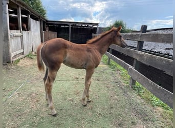 American Quarter Horse, Giumenta, 1 Anno, Sauro scuro