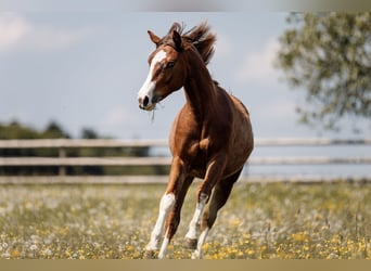 American Quarter Horse, Giumenta, 1 Anno, Sauro scuro