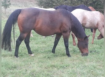 American Quarter Horse, Giumenta, 20 Anni, 145 cm, Baio scuro
