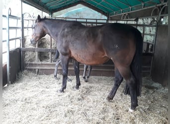 American Quarter Horse, Giumenta, 20 Anni, 145 cm, Baio scuro