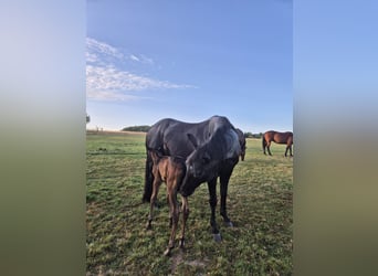 American Quarter Horse, Giumenta, 20 Anni, 150 cm, Morello