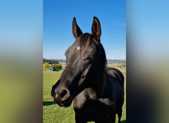 American Quarter Horse, Giumenta, 20 Anni, 150 cm, Morello