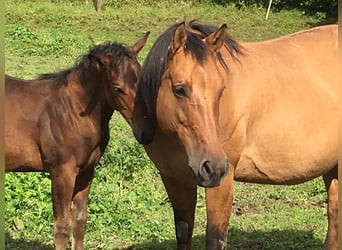 American Quarter Horse, Giumenta, 20 Anni, 152 cm, Falbo
