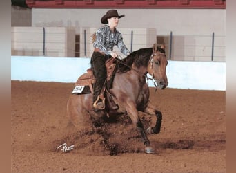 American Quarter Horse, Giumenta, 20 Anni, 152 cm, Falbo