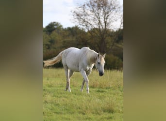 American Quarter Horse, Giumenta, 20 Anni, 155 cm, Grigio