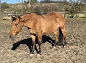 American Quarter Horse, Giumenta, 21 Anni, 152 cm, Falbo
