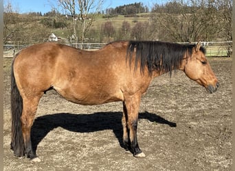 American Quarter Horse, Giumenta, 21 Anni, 152 cm, Falbo