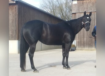 American Quarter Horse, Giumenta, 21 Anni, 154 cm, Morello