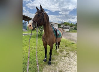 American Quarter Horse Mix, Giumenta, 22 Anni, 149 cm, Baio