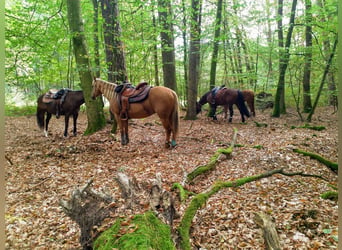 American Quarter Horse, Giumenta, 23 Anni, 145 cm, Palomino