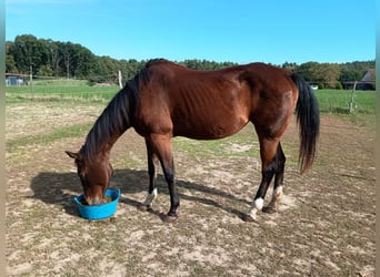 American Quarter Horse, Giumenta, 28 Anni, 154 cm, Baio
