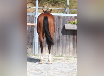 American Quarter Horse, Giumenta, 2 Anni, 130 cm, Baio scuro