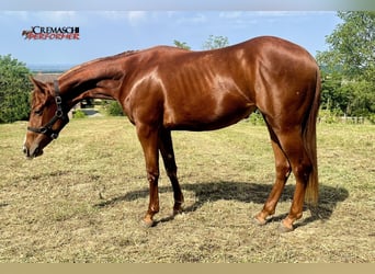 American Quarter Horse, Giumenta, 2 Anni, 135 cm, Sauro ciliegia