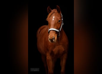American Quarter Horse, Giumenta, 2 Anni, 139 cm, Sauro ciliegia
