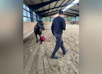 American Quarter Horse, Giumenta, 2 Anni, 140 cm