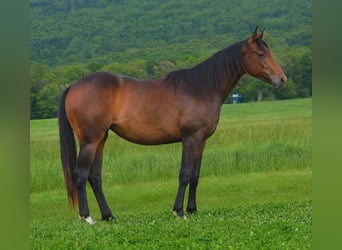 American Quarter Horse, Giumenta, 2 Anni, 142 cm, Baio ciliegia