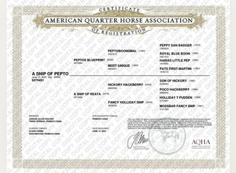 American Quarter Horse, Giumenta, 2 Anni, 142 cm, Baio ciliegia