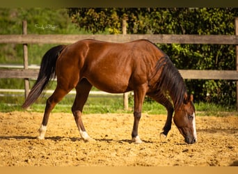 American Quarter Horse, Giumenta, 2 Anni, 142 cm, Baio